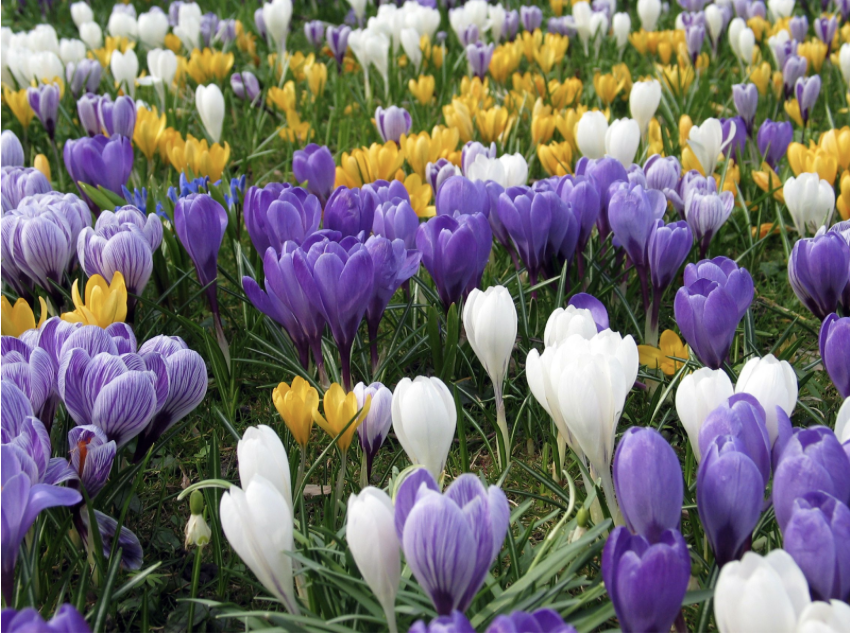 April Showers Bring May Flowers and AAPI Heritage Month!