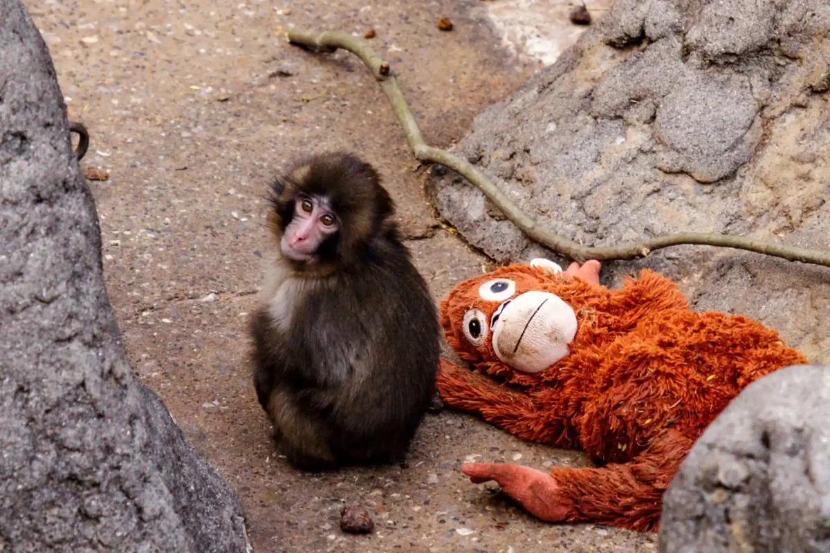 Punch the Monkey in Japan’s Ichikawa City Zoo with his monkey plushie